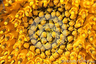 Blossoming sunflower macro â€“ background Stock Photo